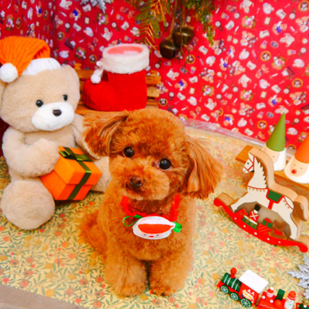 【池下店】2023年12月23日のワンちゃん達♪