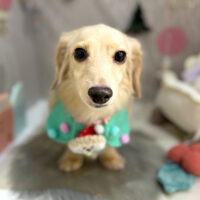 【本店】2024年11月30日のワンちゃん達♪