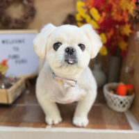 【本店】2024年11月23日のワンちゃん達♪