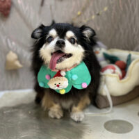 【本店】2024年11月29日のワンちゃん達♪