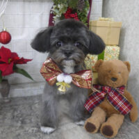 【山手店】2024年11月22日のワンちゃん達♪