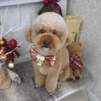 【山手店】2024年11月30日のワンちゃん達♪