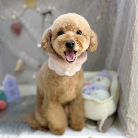 【本店】2024年12月7日のワンちゃん達♪