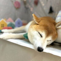 【本店】2024年12月13日のワンちゃん達♪