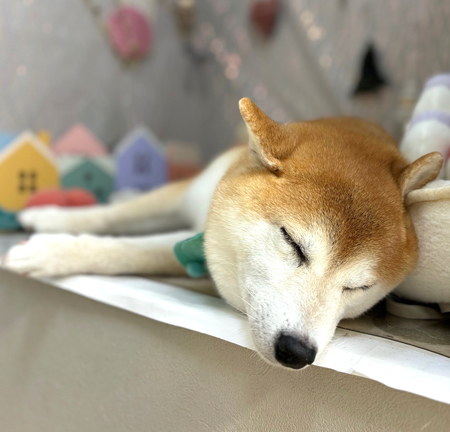 【本店】2024年12月13日のワンちゃん達♪