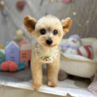 【本店】2024年12月15日のワンちゃん達♪