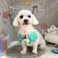 【本店】2024年12月1日のワンちゃん達♪