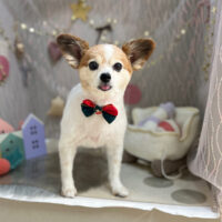 【本店】2024年12月6日のワンちゃん達♪