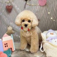 【本店】2024年12月20日のワンちゃん達♪