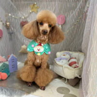 【本店】2024年12月8日のワンちゃん達♪