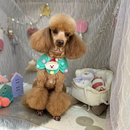 【本店】2024年12月8日のワンちゃん達♪