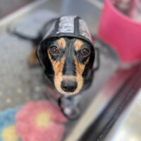 【本店】2024年12月9日のワンちゃん達♪