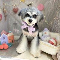 【本店】2024年12月26日のワンちゃん達♪