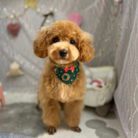 【本店】2024年12月14日のワンちゃん達♪