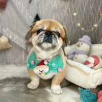 【本店】2024年12月19日のワンちゃん達♪