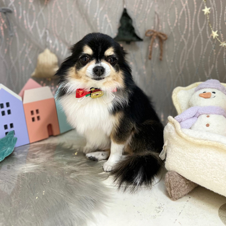 【本店】2024年12月21日のワンちゃん達♪