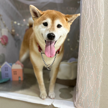 【本店】2024年12月23日のワンちゃん達♪