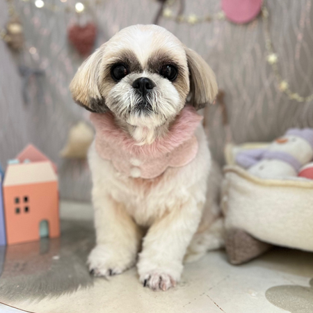 【本店】2024年12月25日のワンちゃん達♪