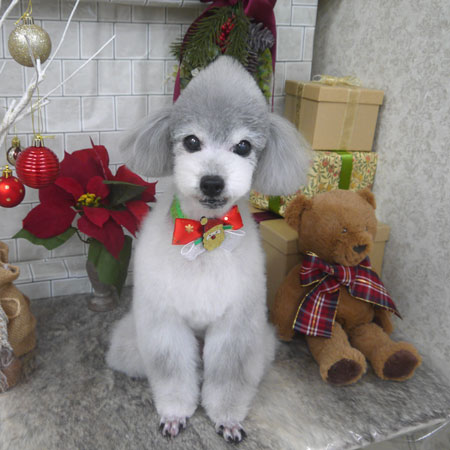 【山手店】2024年12月7日のワンちゃん達♪