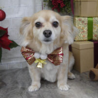 【山手店】2024年12月9日のワンちゃん達♪