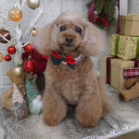 【山手店】2024年12月12日のワンちゃん達♪