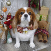 【山手店】2024年12月13日のワンちゃん達♪