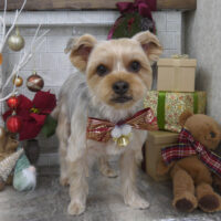 【山手店】2024年12月14日のワンちゃん達♪