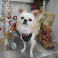 【山手店】2024年12月16日のワンちゃん達♪