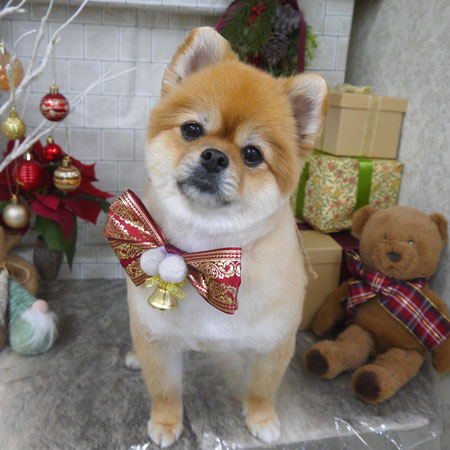 【山手店】2024年12月19日のワンちゃん達♪