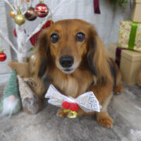 【山手店】2024年12月20日のワンちゃん達♪