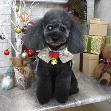 【山手店】2024年12月21日のワンちゃん達♪