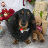 【山手店】2024年12月23日のワンちゃん達♪