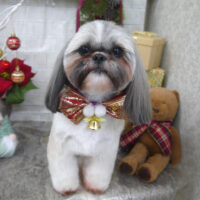 【山手店】2024年12月25日のワンちゃん達♪