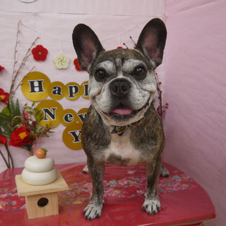 【山手店】2024年12月28日のワンちゃん達♪