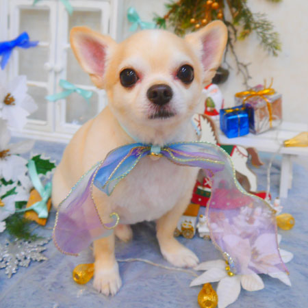 【池下店】2024年12月5日のワンちゃん達♪