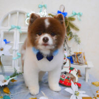 【池下店】2024年12月6日のワンちゃん達♪