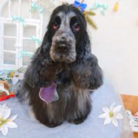 【池下店】2024年12月7日のワンちゃん達♪