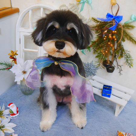 【池下店】2024年12月8日のワンちゃん達♪