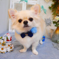 【池下店】2024年12月9日のワンちゃん達♪