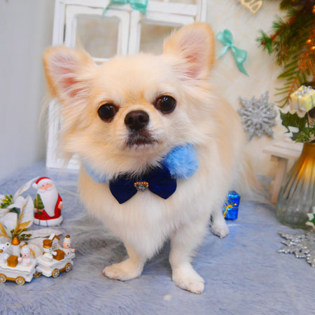 【池下店】2024年12月9日のワンちゃん達♪