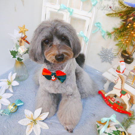 【池下店】2024年12月12日のワンちゃん達♪