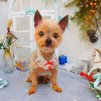 【池下店】2024年12月16日のワンちゃん達♪