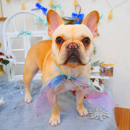 【池下店】2024年12月20日のワンちゃん達♪