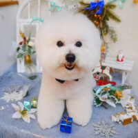 【池下店】2024年12月22日のワンちゃん達♪