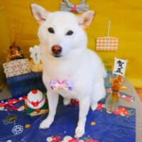 【池下店】2024年12月27日のワンちゃん達♪