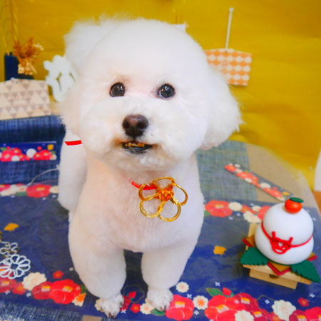 【池下店】2024年12月29日のワンちゃん達♪