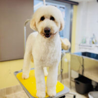 【本店】2025年1月5日のワンちゃん達♪