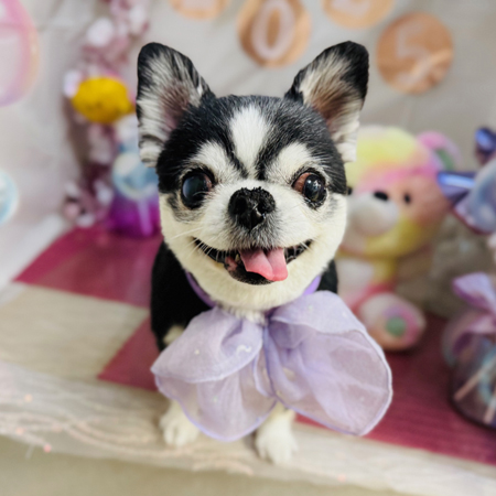 【本店】2025年1月19日のワンちゃん達♪