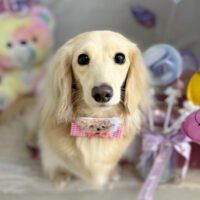 【本店】2025年1月13日のワンちゃん達♪