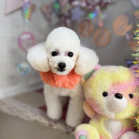 【本店】2025年1月9日のワンちゃん達♪